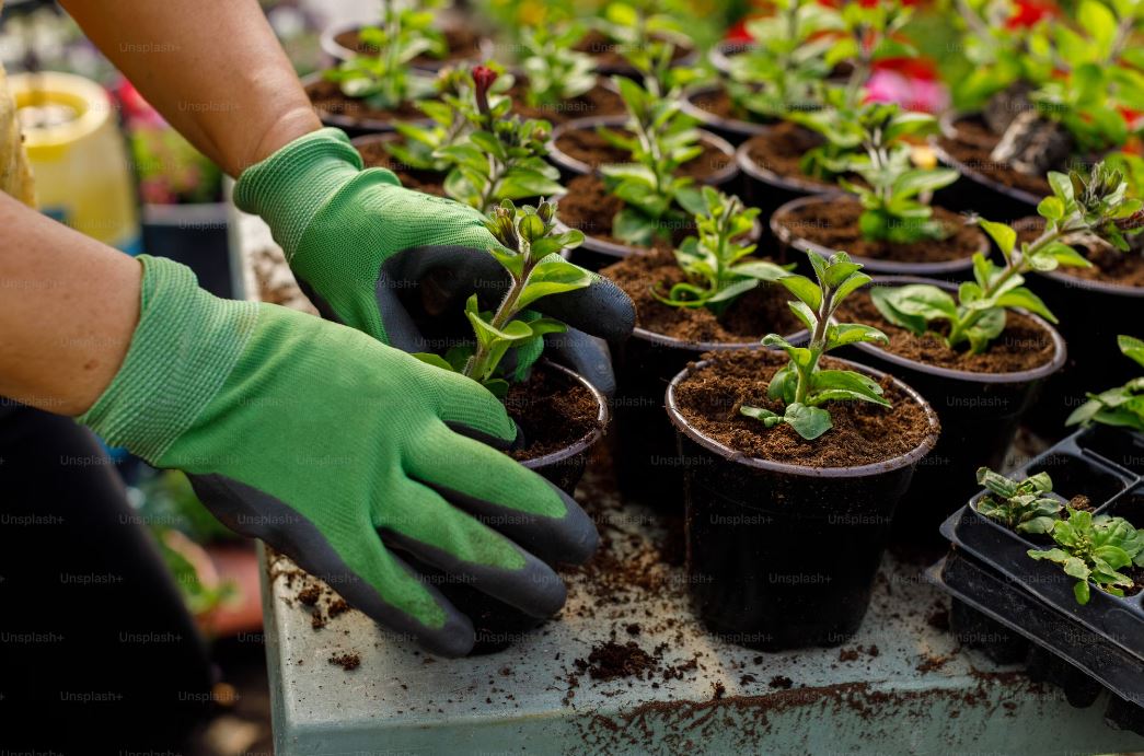 New Horticulture Apprenticeship