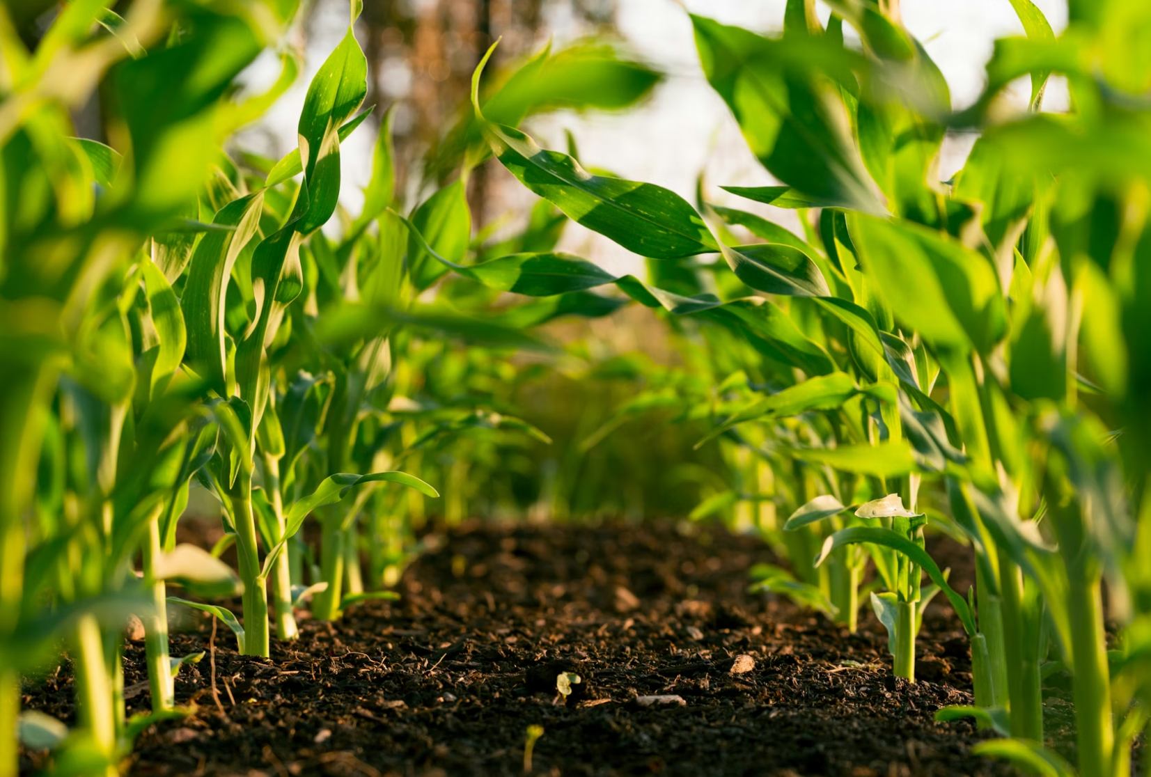 Teagasc Live Webinar for Land Based Apprenticeships - Register Now 