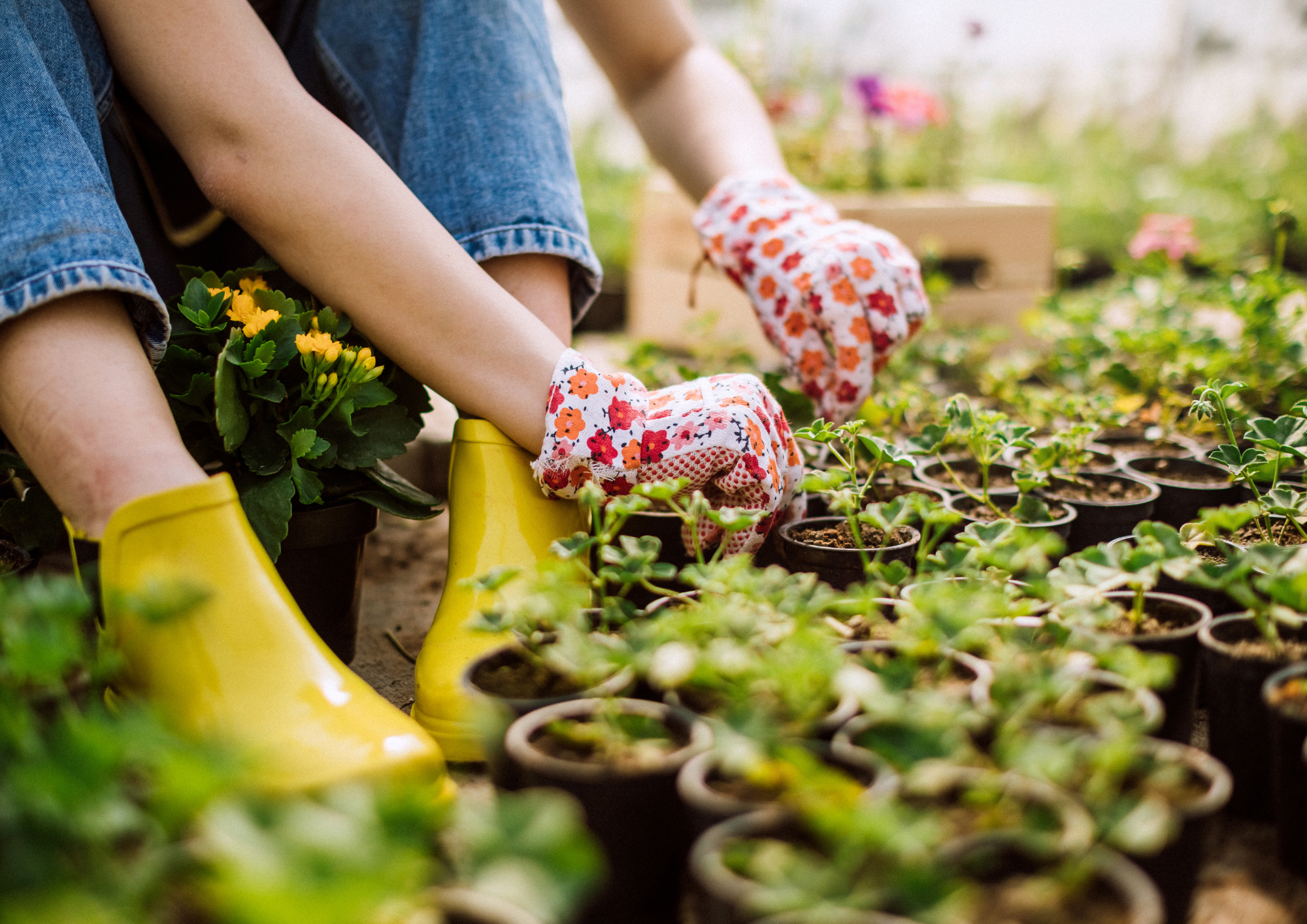 Bord Bia Bloom 2026: Where Gardens Grow and Careers Bloom Too